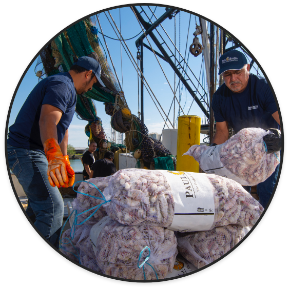 Fisherman transporting bags of sea fresh shrimp off the boat to dock