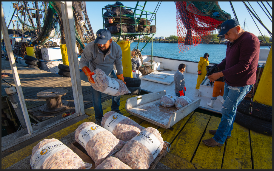 Workers from dock bringing bags of shrimp