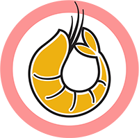 Pink Shrimp